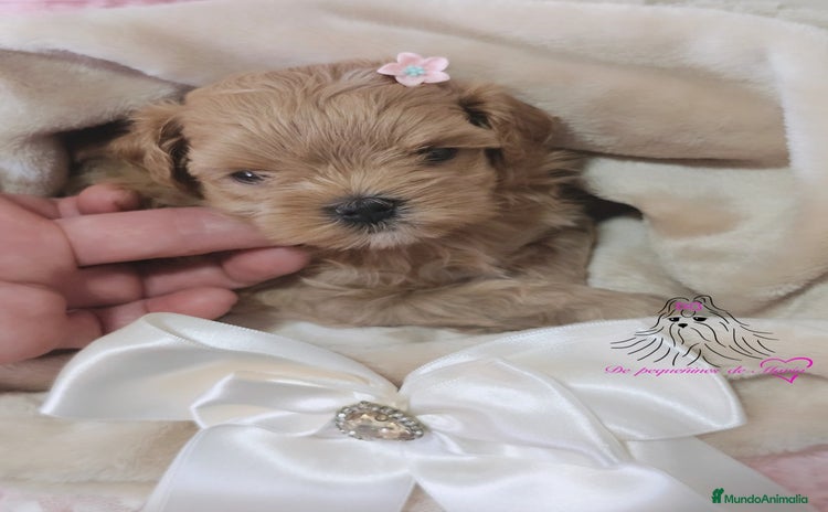 Maltipoo perros - Anuncio 5