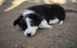 Border Collie perros en venta: Cachorros border collie de 2 meses  - Imagen 12