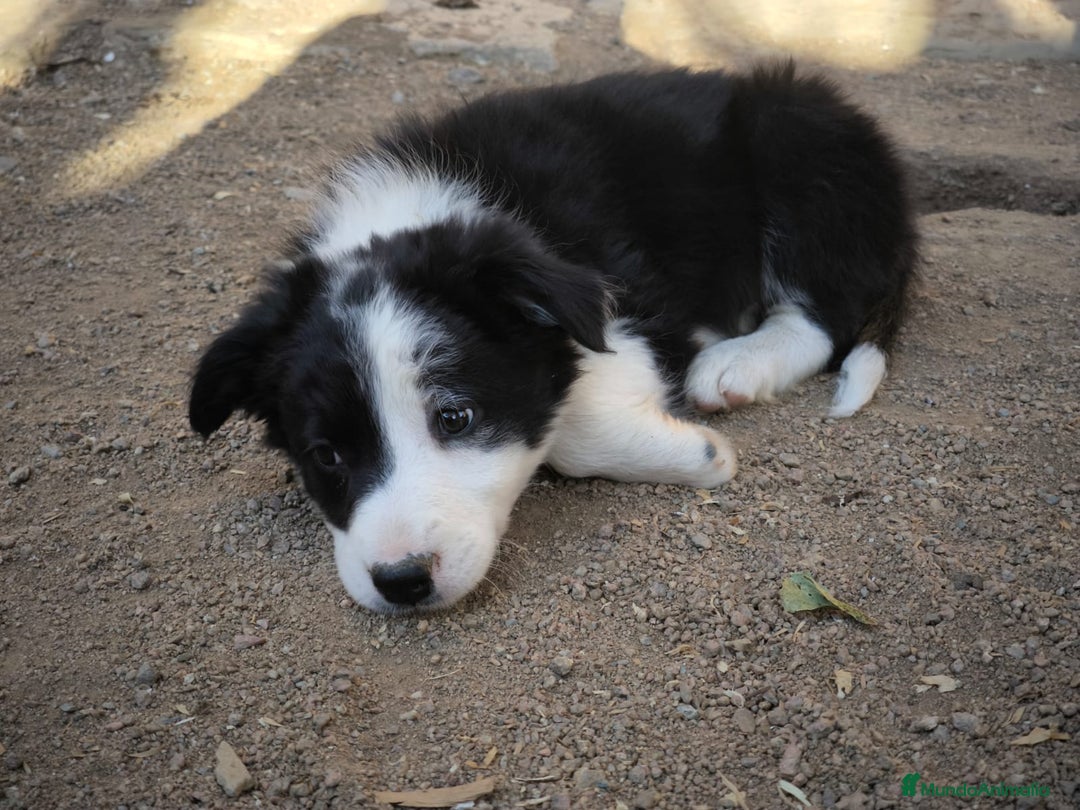 Border Collie perros en venta: Cachorros border collie de 2 meses  - Imagen 12