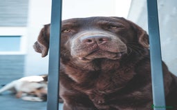 Labrador Retriever perros para monta: Labrador chocolate con LOE y pruebas genéticas - Imagen 6