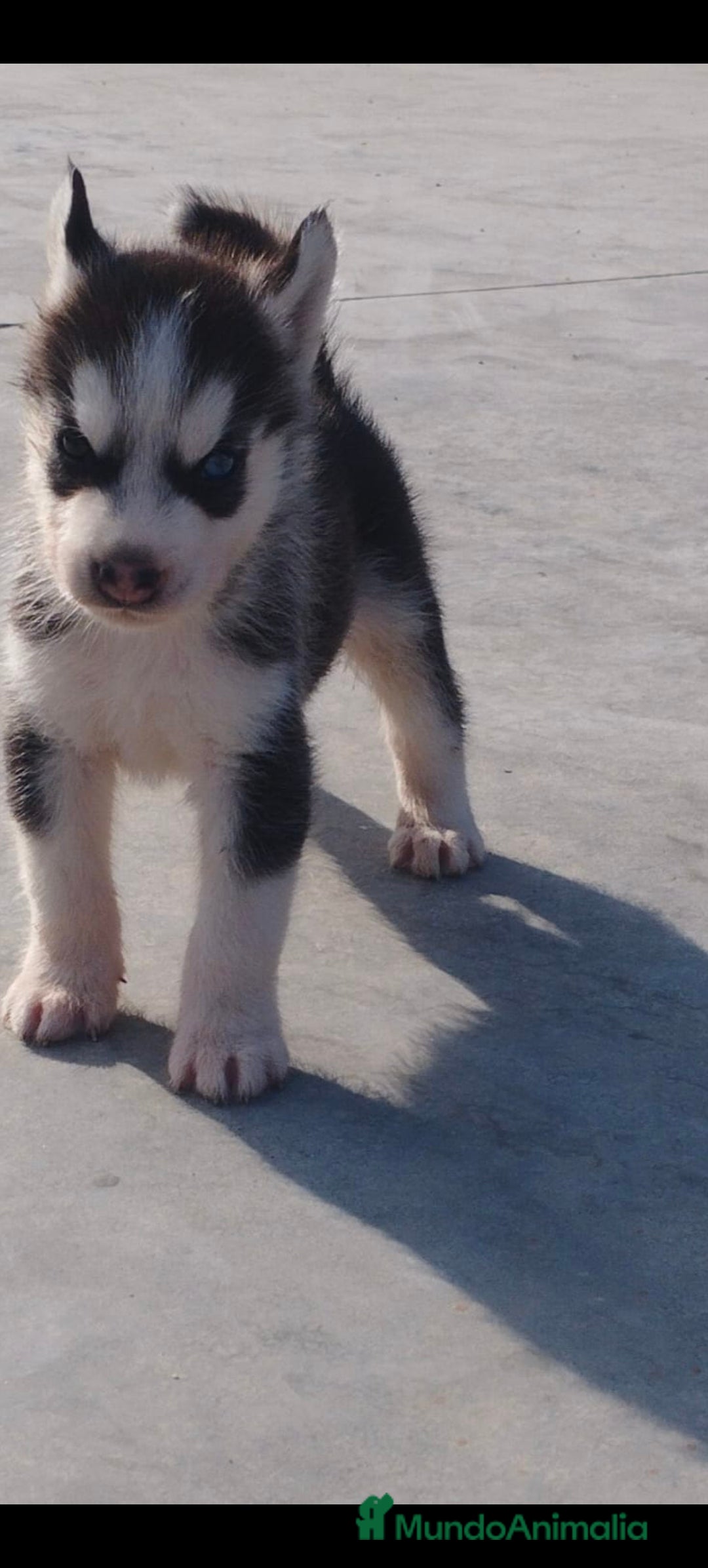Husky Siberiano perros en venta: Haski siberiano  - Imagen 2