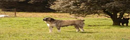 Mastín Español perros en venta: Mastin  - Anuncio 2