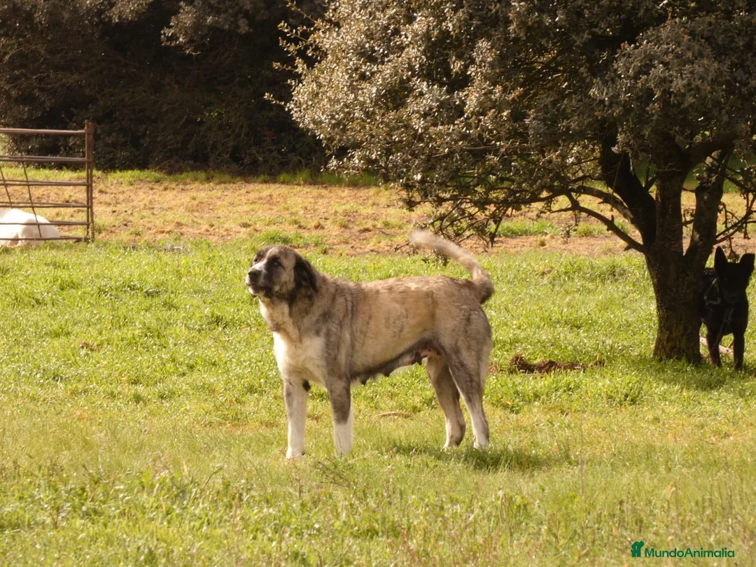 Mastín Español perros en venta: Mastin  - Anuncio 2