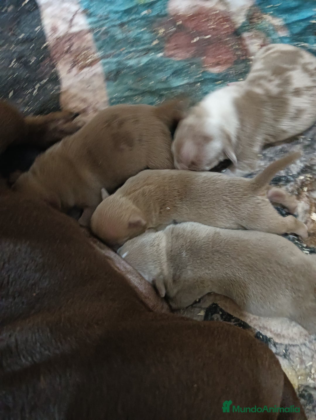 American Bully perros en venta: América bully micro exótico  - Anuncio 4