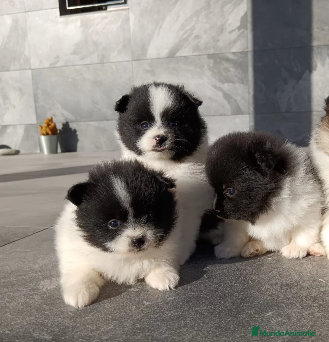 Pomerania perros en venta: Pomerania  - Anuncio 6