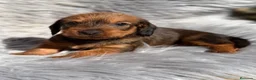 Teckel Miniatura perros en venta: Teckel pelo duro miniatura  - Anuncio 3