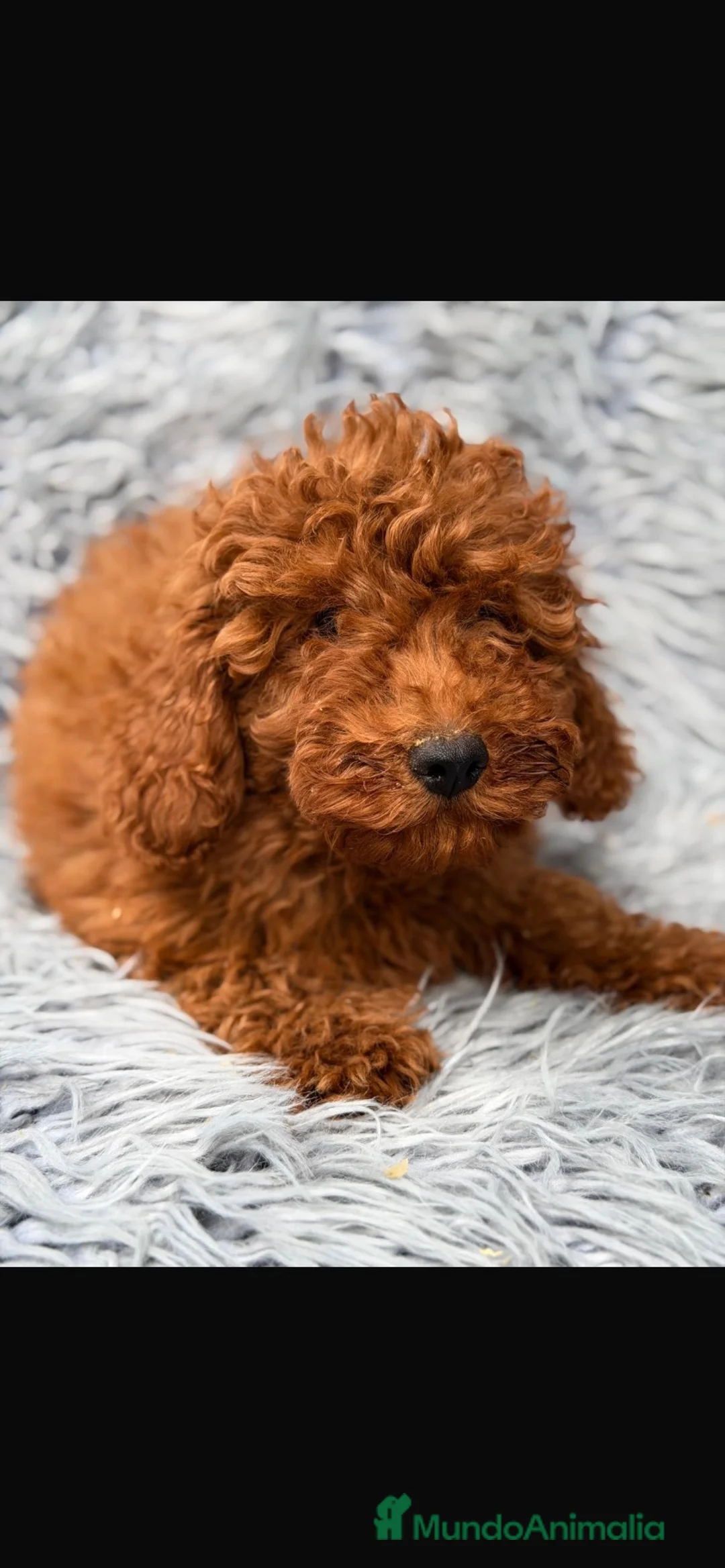 Caniche Enano perros en venta: Caniches enanos - Anuncio 2