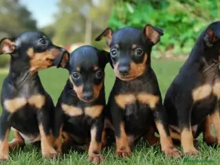 Pinscher Miniatura perros 🐾CAMADA DE PRECIOSOS MINI PINSCHER 🐾 - Anuncio 13