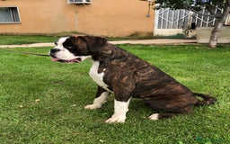 Boxer perros en adopcion: Hembra boxer adopcion - Imagen 1