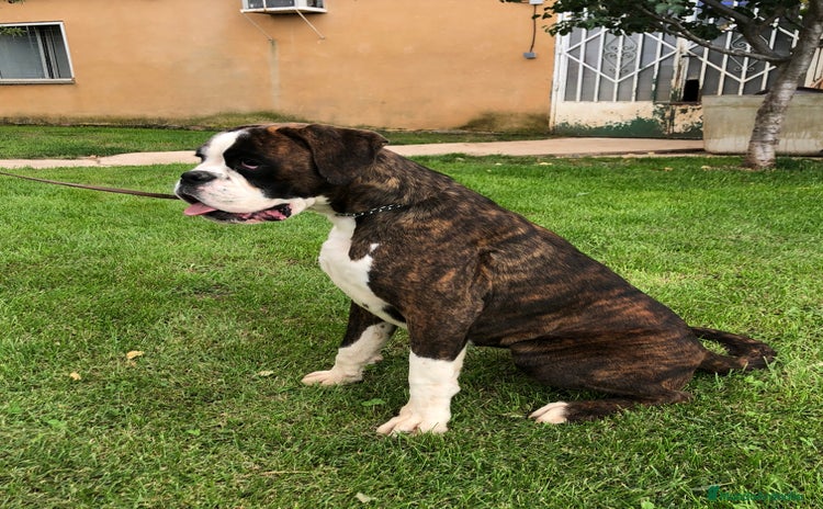 Boxer perros - Propaganda 2