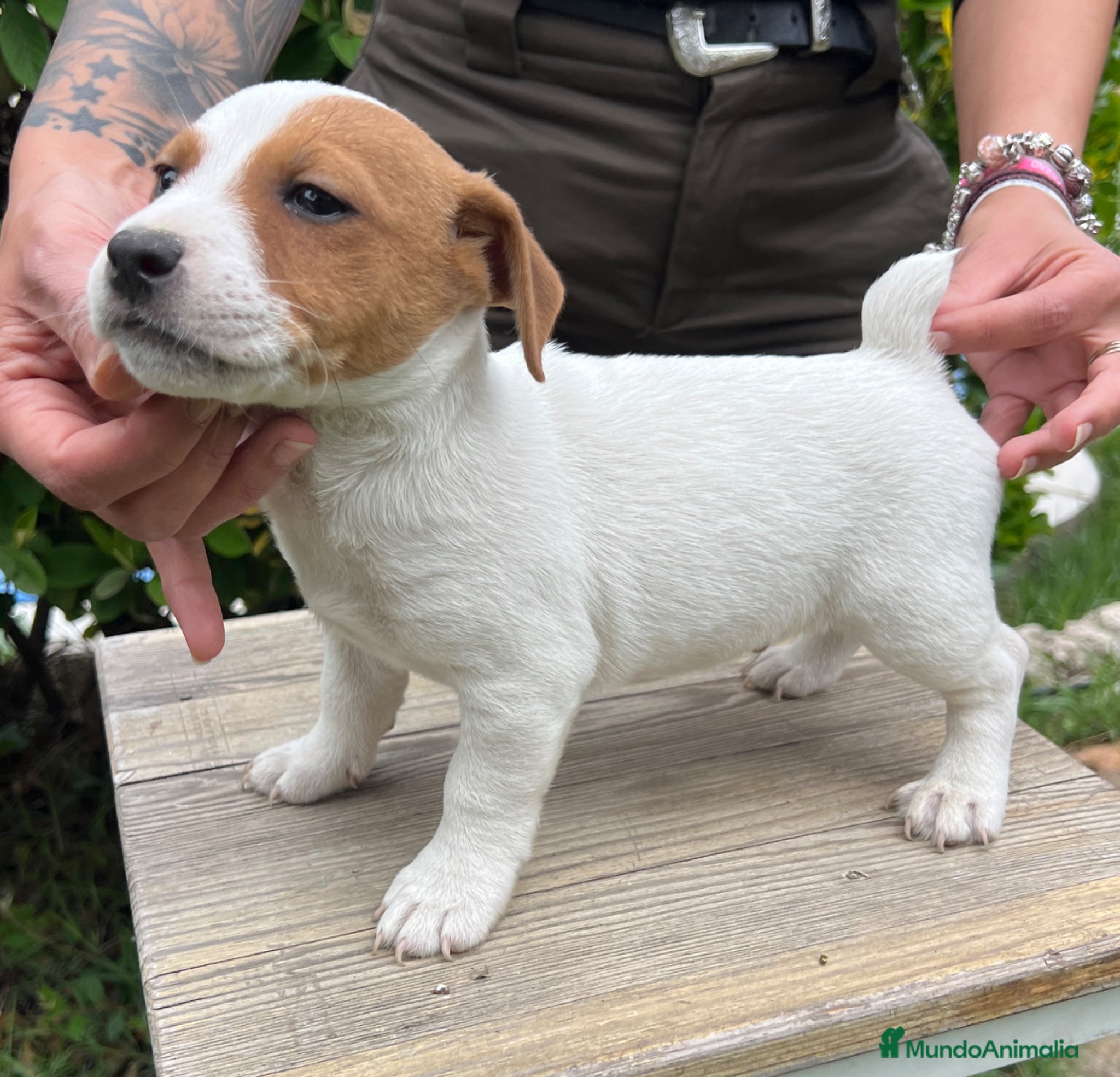 Jack Russell Terrier perros Jack Russell Terrier precio REAL! - Anuncio 35