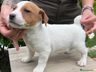 Jack Russell Terrier perros Jack Russell Terrier precio REAL! - Anuncio 35