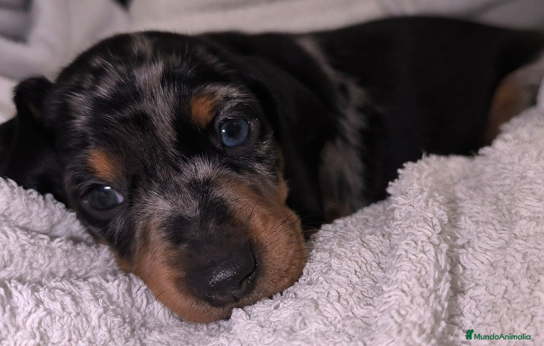 Teckel Miniatura perros en venta: Teckel miniatura Blue Merle blue y arlequín blue - Anuncio 6