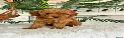 Caniche Toy perros en venta: CANICHE TOY - Anuncio 6