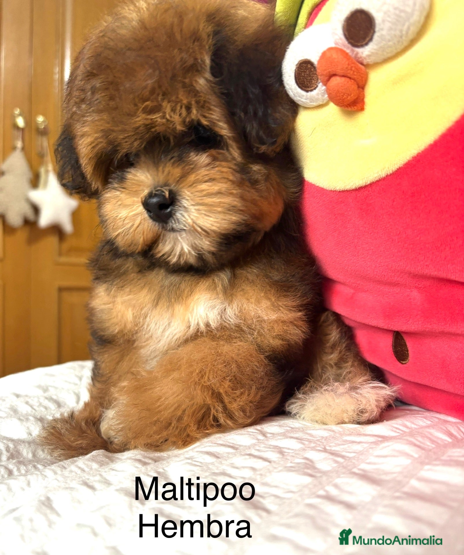 Maltipoo perros Maltipoo Hembra tricolor (colores exclusivos) - Anuncio 1