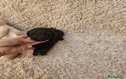 Caniche Toy perros en venta: ⚜️ caniche toy y enano 50 %asiatico ⚜️ - Imagen 11