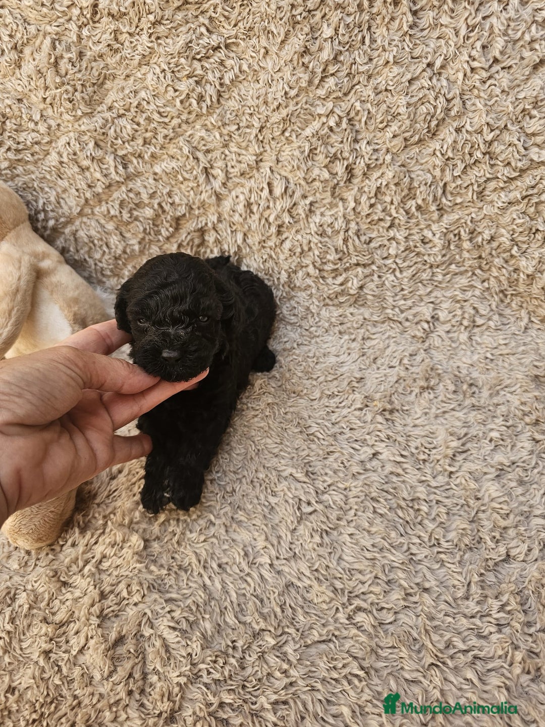 Caniche Toy perros en venta: ⚜️ caniche toy y enano 50 %asiatico ⚜️ - Imagen 11
