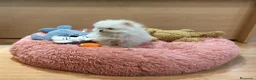 Pomerania perros en venta: Lulú de Pomerania  - Anuncio 3