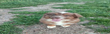 Pastor Miniatura Americano Cachorro 1