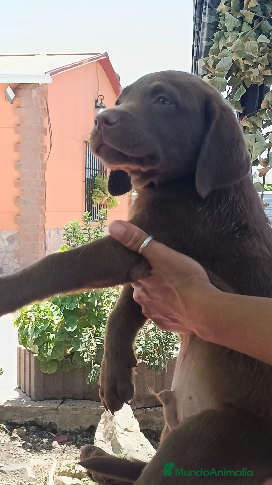 Labrador Retriever perros en venta: Último macho chocolate disponible  - Anuncio 2