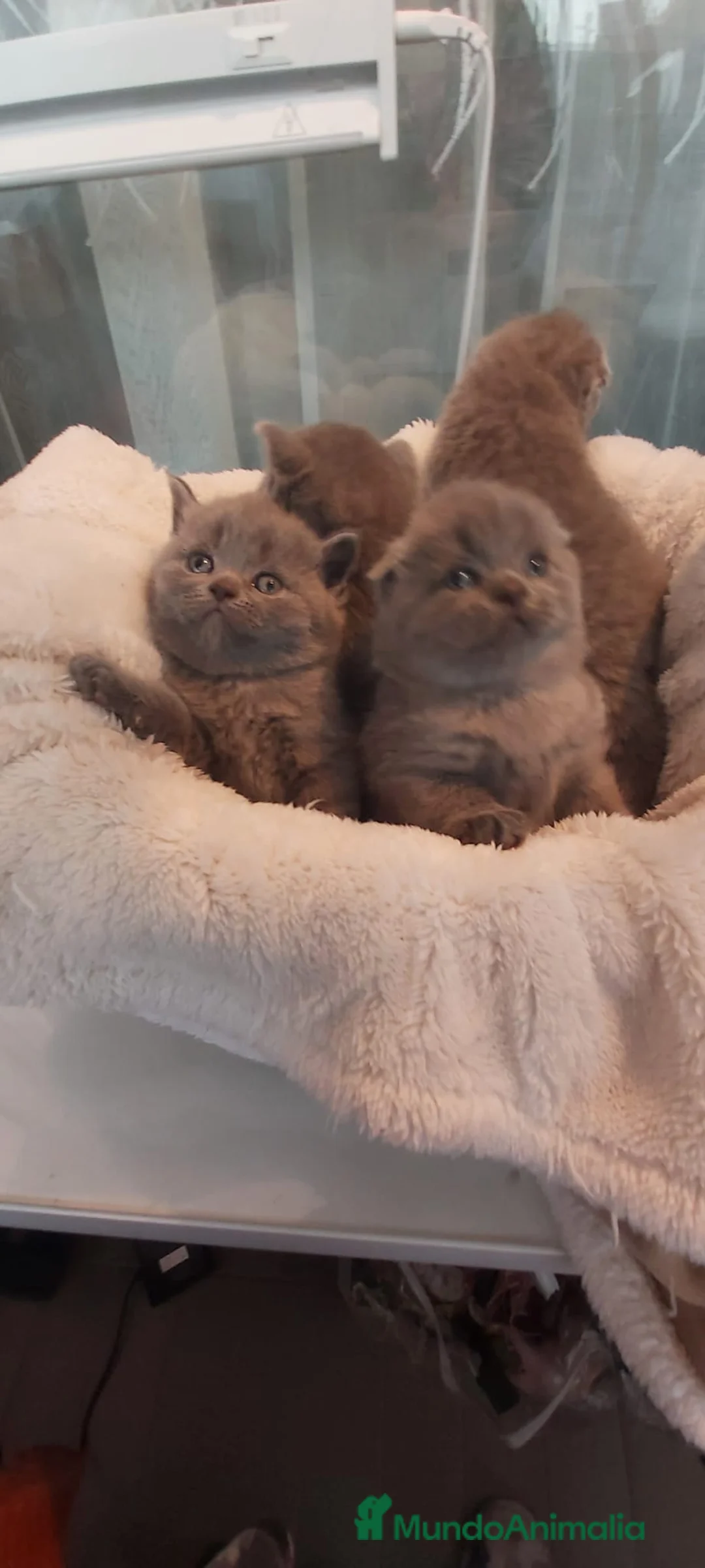 Scottish Fold gatos en venta: Scottish fold  - Anuncio 6