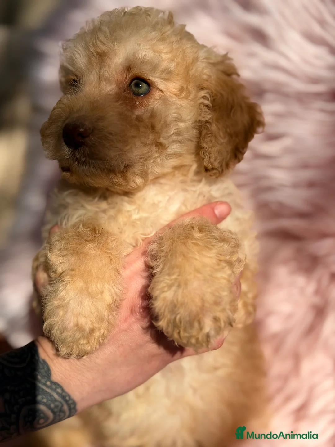 Perro de Agua Español perros en venta: Pdae crema  - Anuncio 3