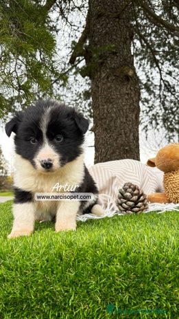 Border Collie perros - Anuncio 10