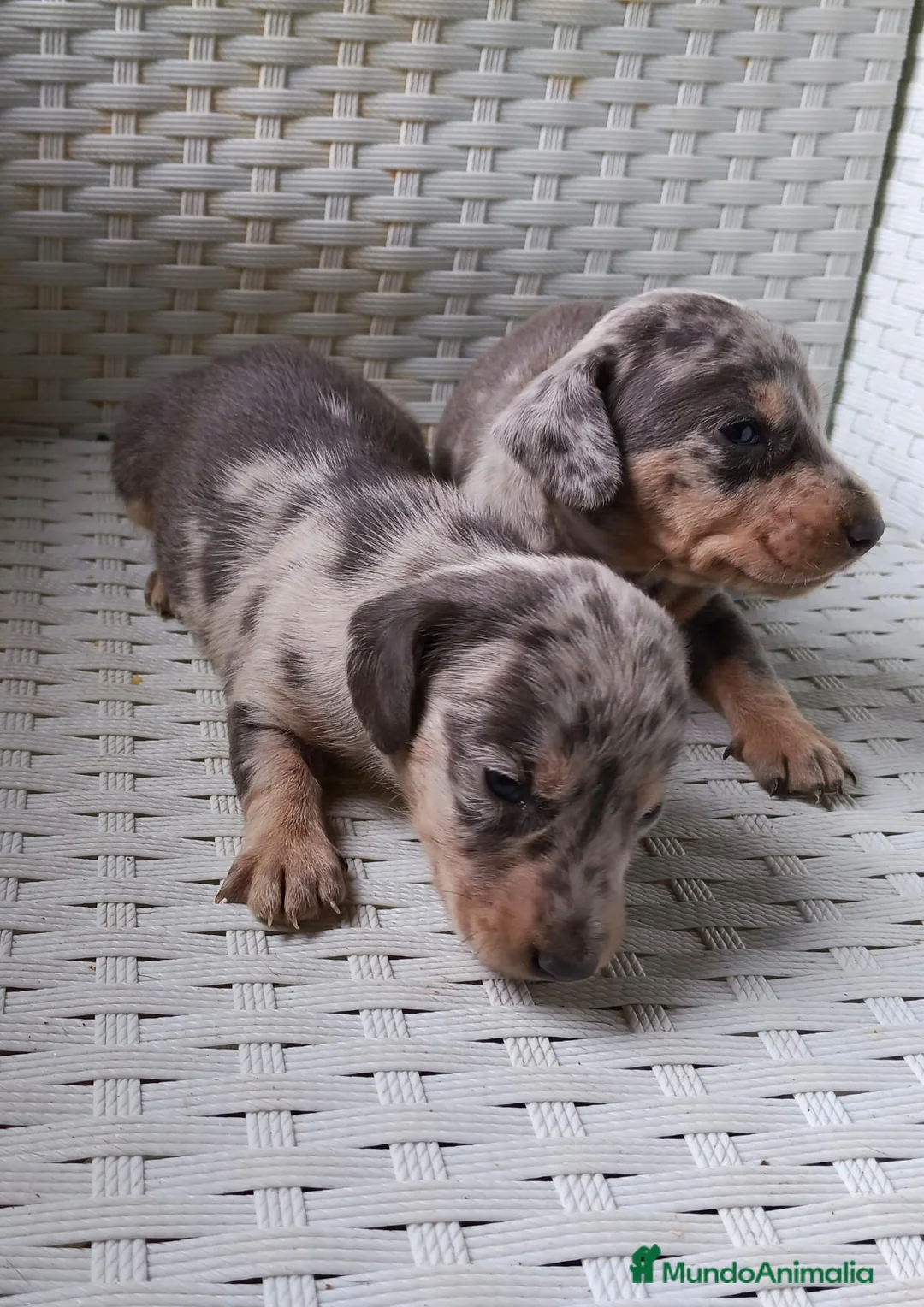 Teckel Miniatura perros en venta: CACHORROS ARLEQUIN CHOCOLATE  en Barcelona - Anuncio 3