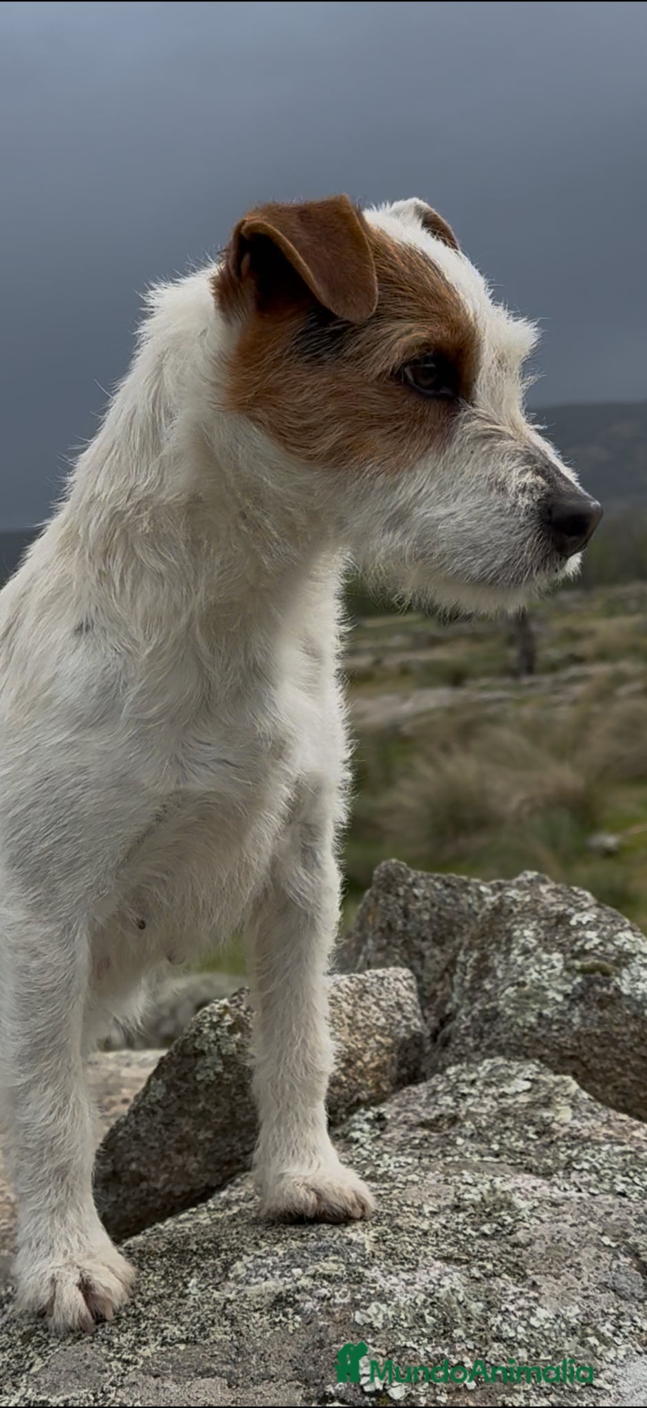 Parson Russell Terrier perros Parson Russell Terrier - Anuncio 1
