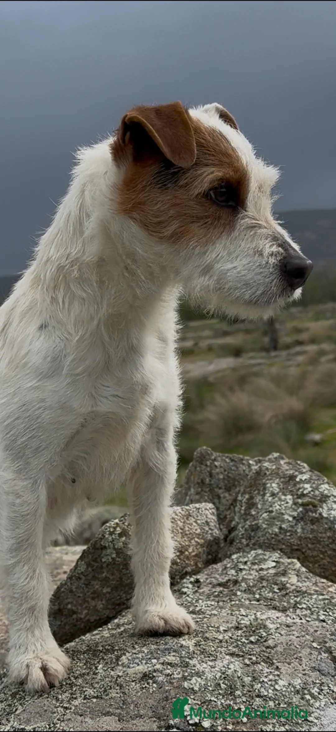 Parson Russell Terrier perros en venta: Parson Russell Terrier - Anuncio 1
