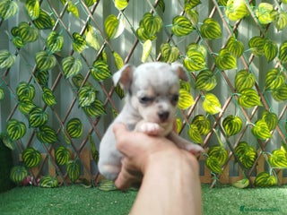 Chihuahua perros Chihuahua Toy merlé - Anuncio 1