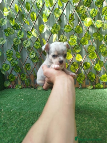 Chihuahua perros Chihuahua Toy merlé - Anuncio 2