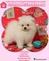 Pomerania Cachorro 2