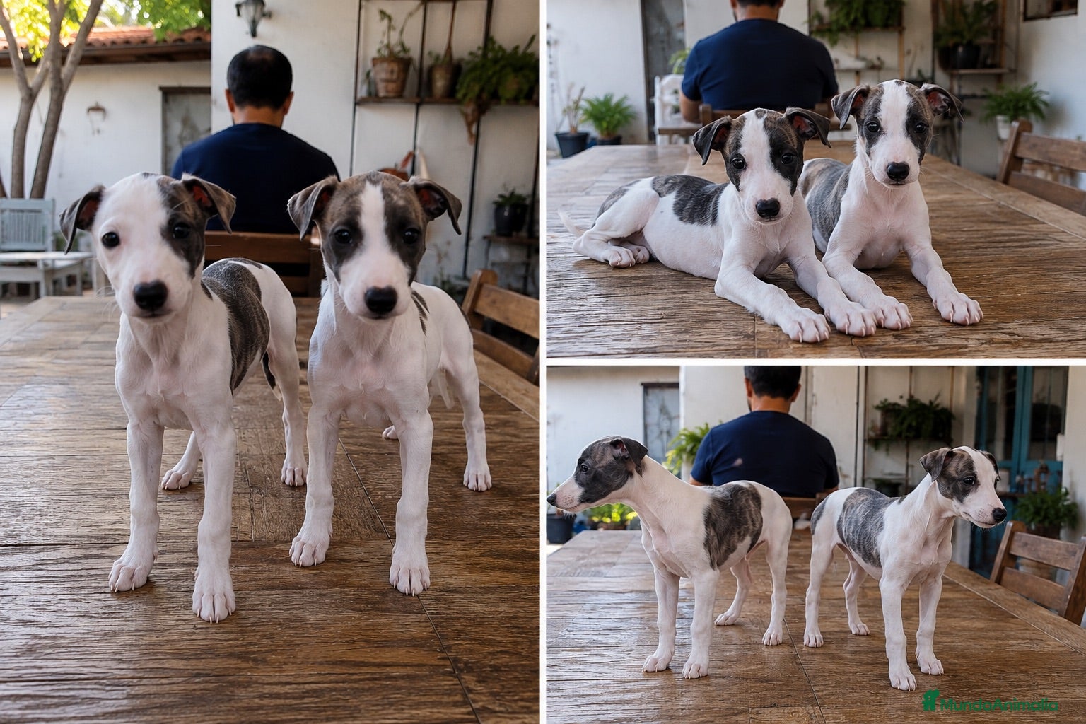 Whippet perros GALGO WHIPPET CACHORROS  - Anuncio 2