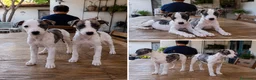 Whippet perros en venta: GALGO WHIPPET CACHORROS  - Anuncio 1