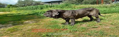 Mastín Napolitano Cachorro 2