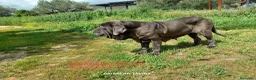 Mastín Napolitano perros en venta: Mastín Napolitano - Anuncio 4