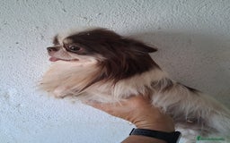 Chihuahua perros en venta: Chihuahua  603574813 - Imagen 2