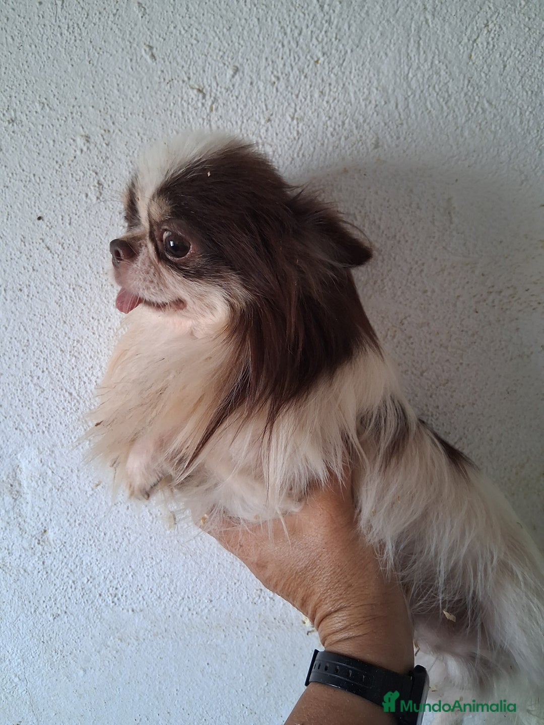 Chihuahua perros en venta: Chihuahua  603574813 - Imagen 2