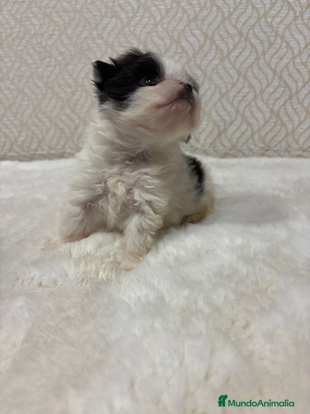 Pomerania perros en venta: Lulu Pomerania macho mini Toy color party - Anuncio 17