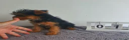 Yorkshire Terrier perros en venta: Yorkshire mini  - Anuncio 2