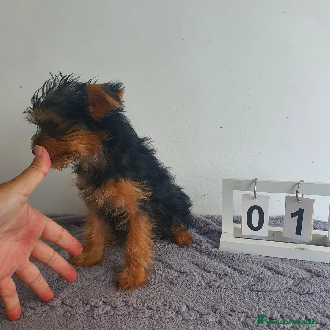 Yorkshire Terrier perros en venta: Yorkshire mini  - Anuncio 2