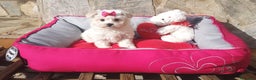Bichón Maltés perros en venta: Bichón Maltés en Barcelona - Anuncio 6
