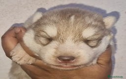 Husky Siberiano perros en venta: cachorros de husky siberiano - Imagen 13