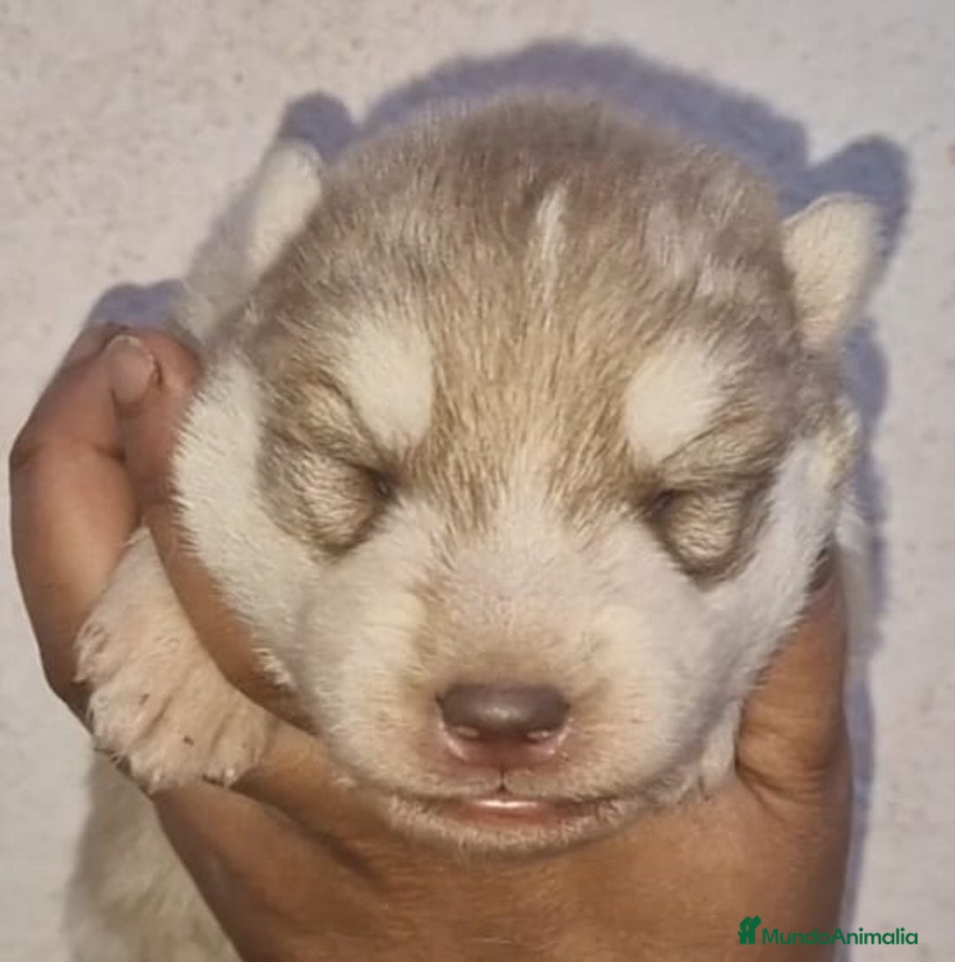 Husky Siberiano perros en venta: cachorros de husky siberiano - Imagen 13