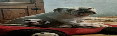 Bulldog Inglés Cachorro 2
