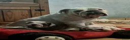 Bulldog Inglés perros en venta: Cachorro bulldog ingles  - Anuncio 18