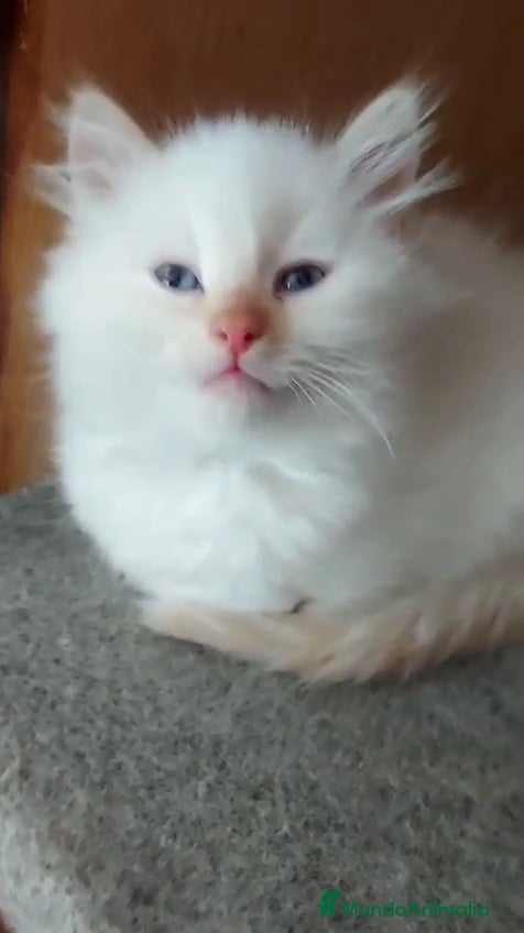 Siberiano gatos Siberianos  - Anuncio 1