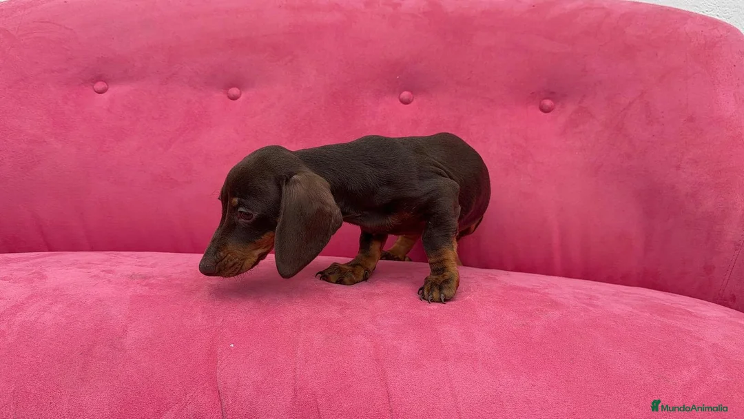 Teckel Miniatura perros en venta: Teckel chocolate 🍫♂️ - Anuncio 8