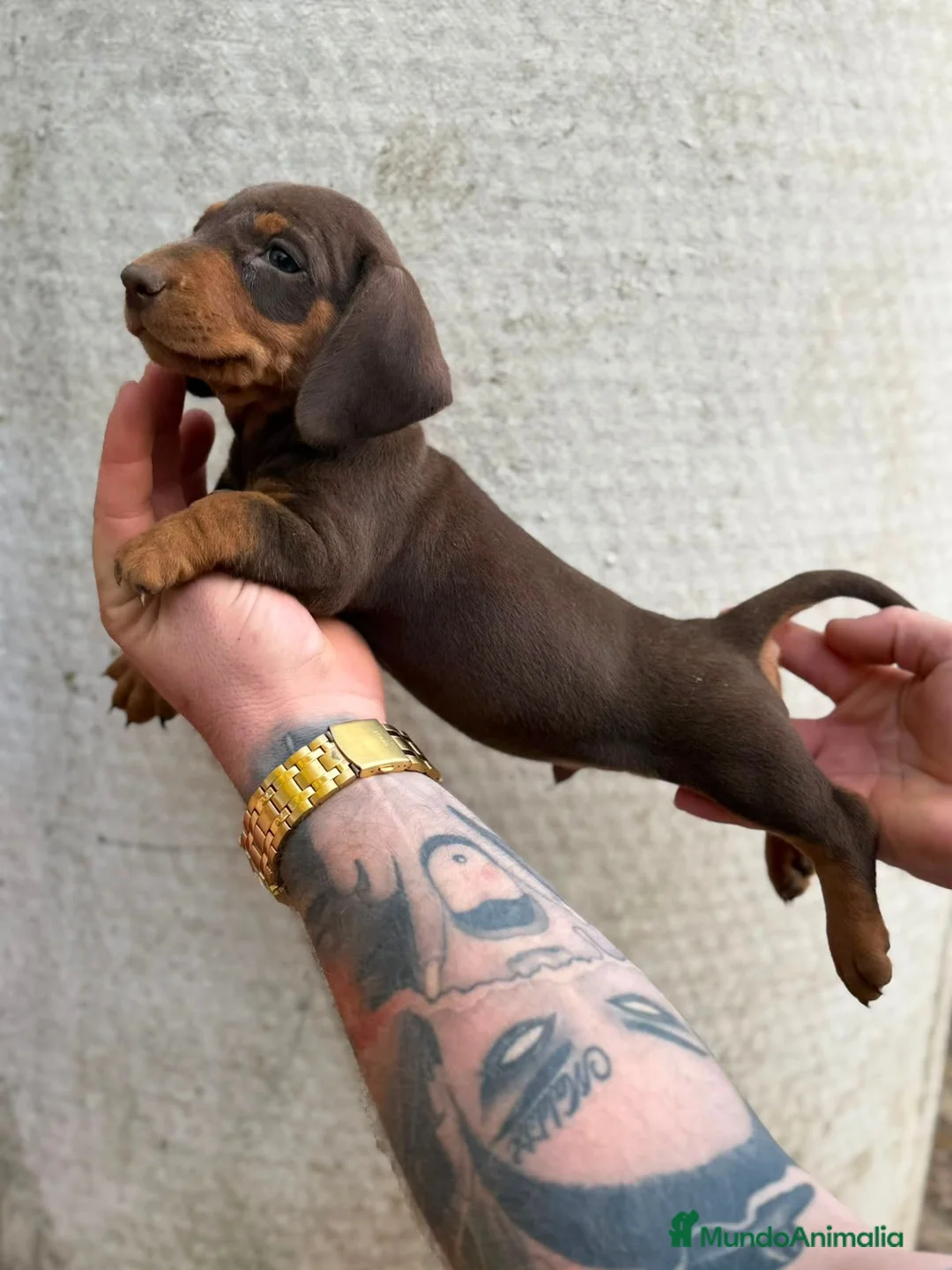 Teckel perros en venta: TECKEL MINI - Anuncio 2